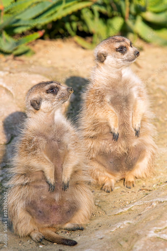 Fototapeta premium Two Meerkat (suricate) standing
