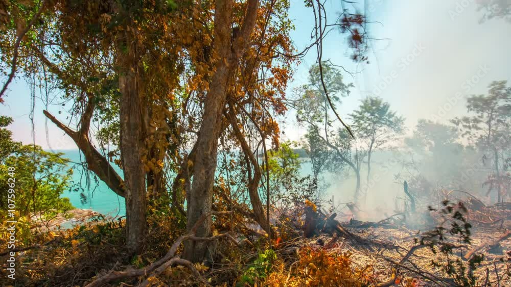 phuket island fire burning tree panorama 4k time lapse thailand
phuket island fire burning tree panorama 4k time lapse thailand