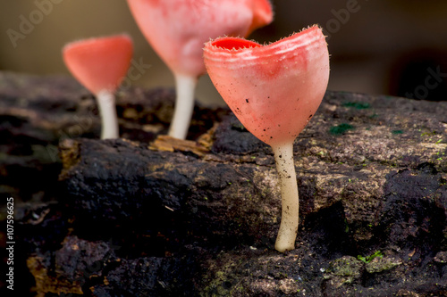 Fungi cup mushroom, Champagne mushrooms thailand