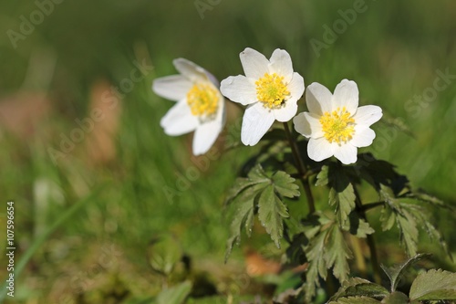 Drei Buschwindröschen (Anemone nemorosa) 
