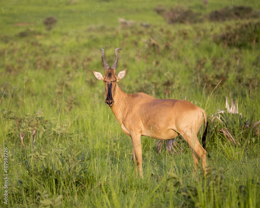 Fototapeta premium Lichtenstein's Hartebeest in the Murchison Falls National Park in Uganda, Africa