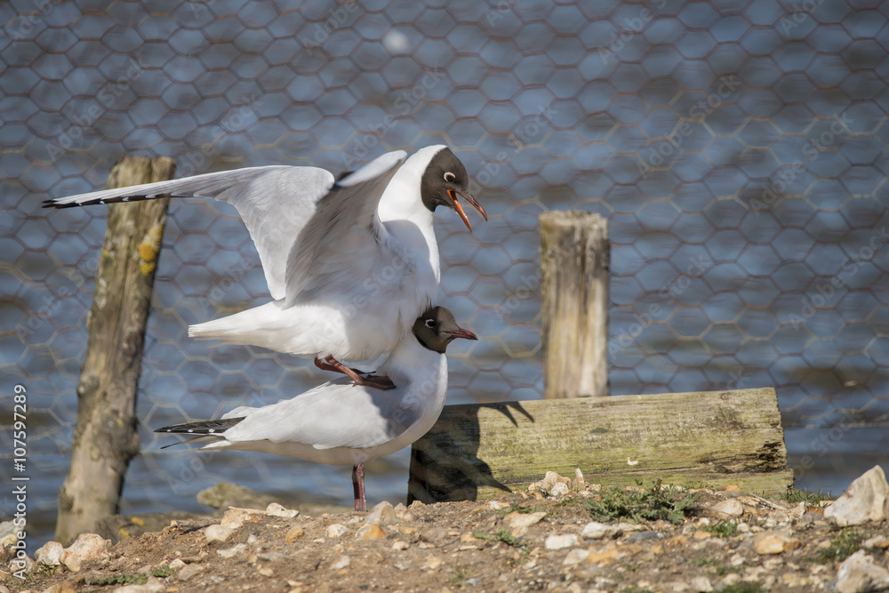 Fototapeta premium Portrait of Mediterranean Gull Icthyaetus Melanocephalus