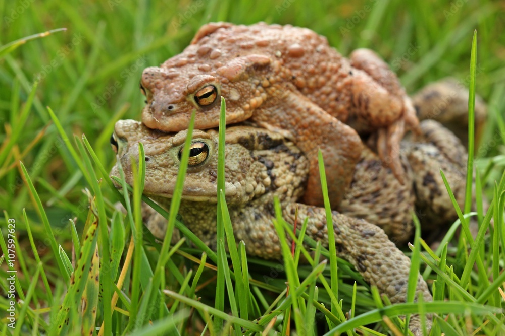 Obraz premium Erdkrötenpaar (Bufo bufo) auf Wanderschaft 