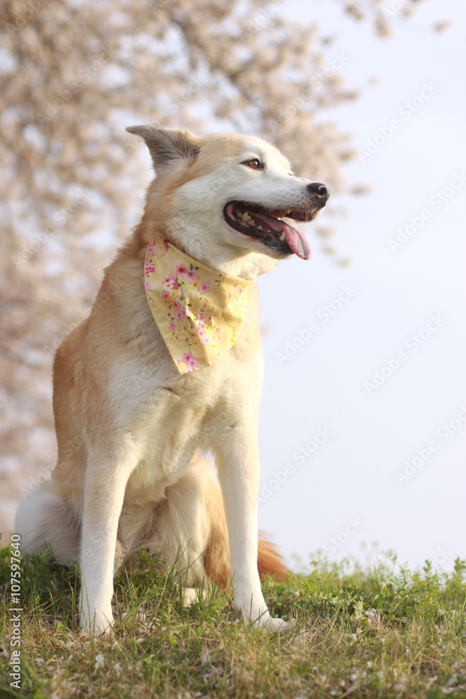 満開の桜と笑顔の犬