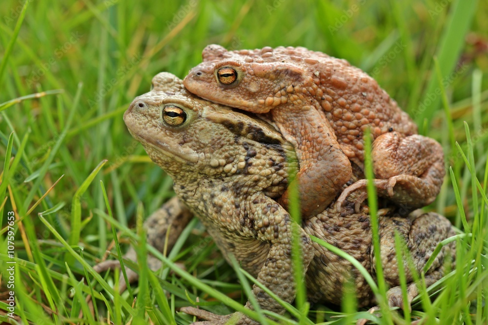 Erdkrötenpaar (Bufo bufo) auf Wanderschaft
Erdkrötenpaar (Bufo bufo) auf Wanderschaft