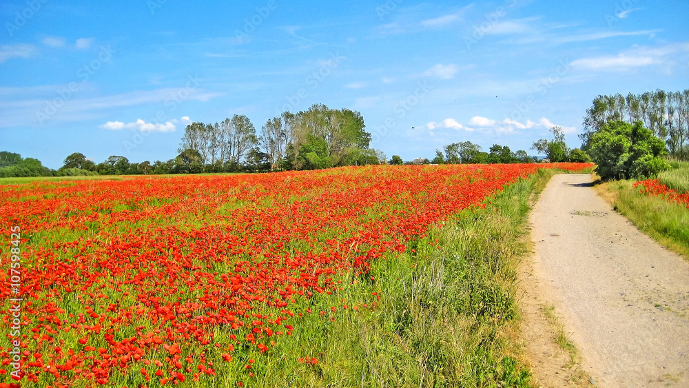 Poppy field