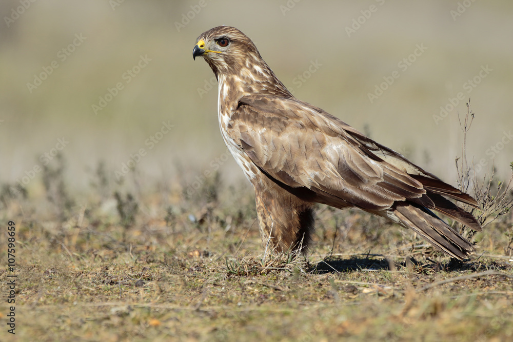 Naklejka premium Buzzard (Buteo buteo) perched on the floor
