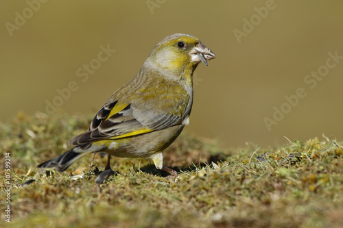 Greenfinch (Chloris chloris) eating on the floor © J.C.Salvadores