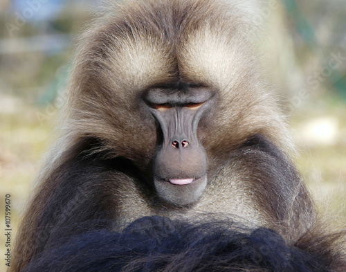 Wallpaper Mural gelada monkey portrait Torontodigital.ca