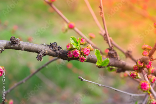 branch with little pink flowers, flowers in the garden at spring