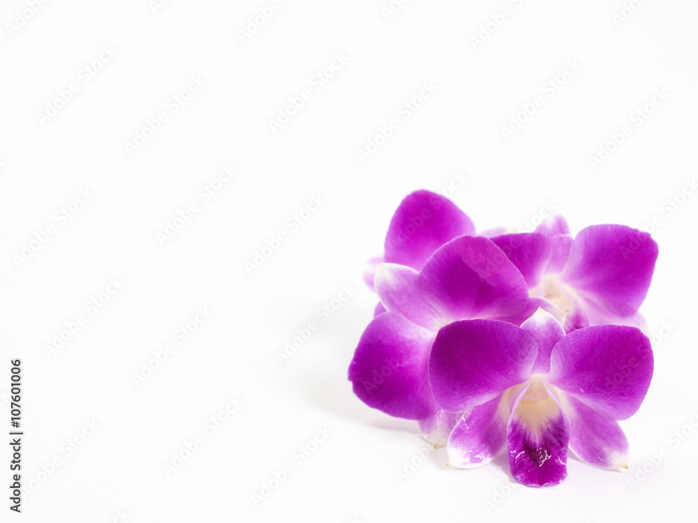 Obraz premium Thailand orchid, Purple color isolated on white background.