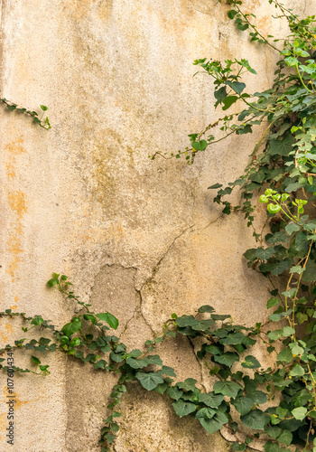 Зеленое, вьющееся растение на старой каменной стене. Фон, текстура. Архитектура, Европа, Черногория, Балканы