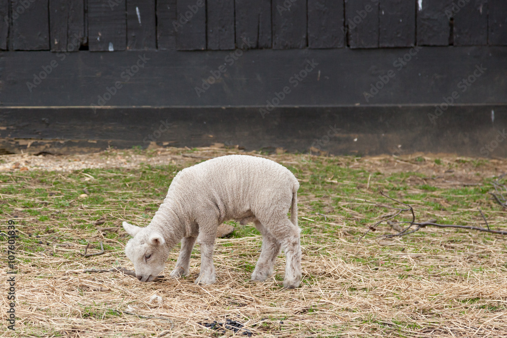 Fototapeta premium Sheep on a Farm