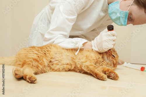 urgent care, red kitten getting a pill from veterinarians hand
