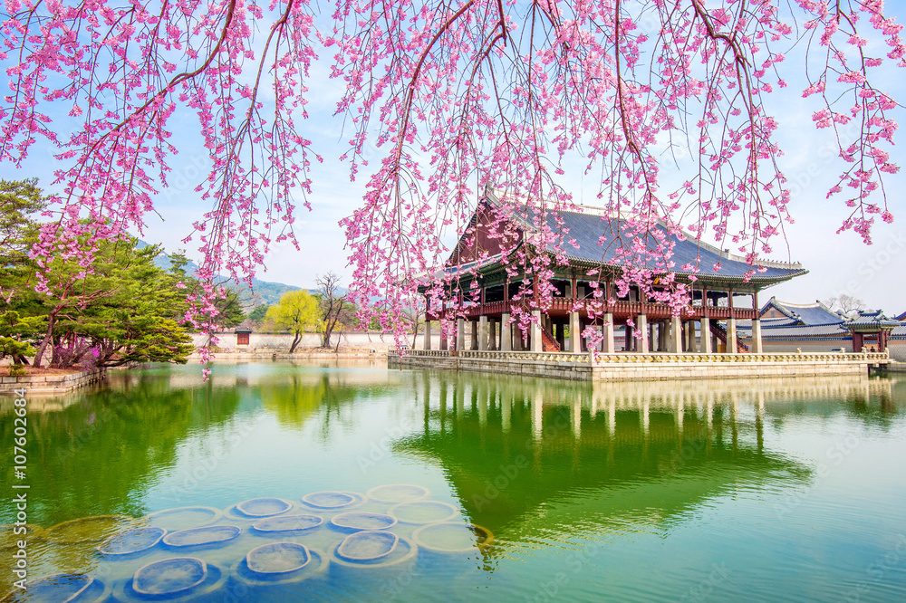 Fototapeta premium Pałac Gyeongbokgung z kwitnącą wiśnią wiosną, Korea Południowa.