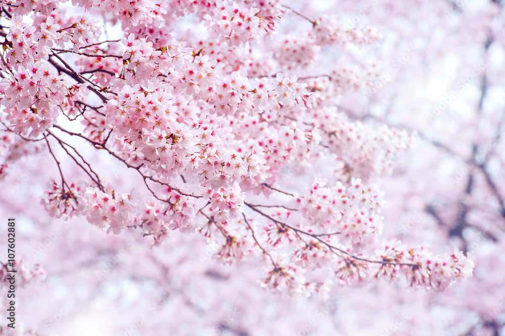 Naklejka premium Cherry Blossom in spring with Soft focus, Sakura season in korea
