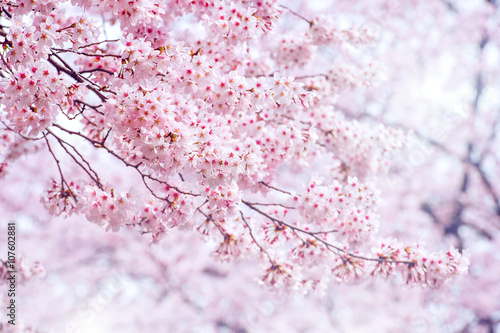 Cherry Blossom in spring with Soft focus, Sakura season in korea