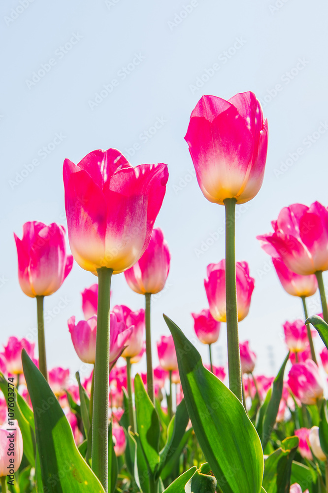 Naklejka premium Colorful tulips, tulips in spring.