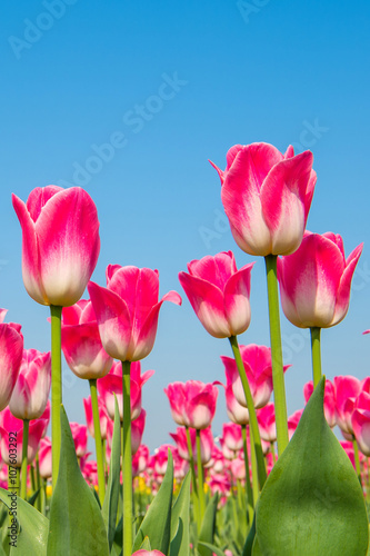 Colorful tulips  tulips in spring.