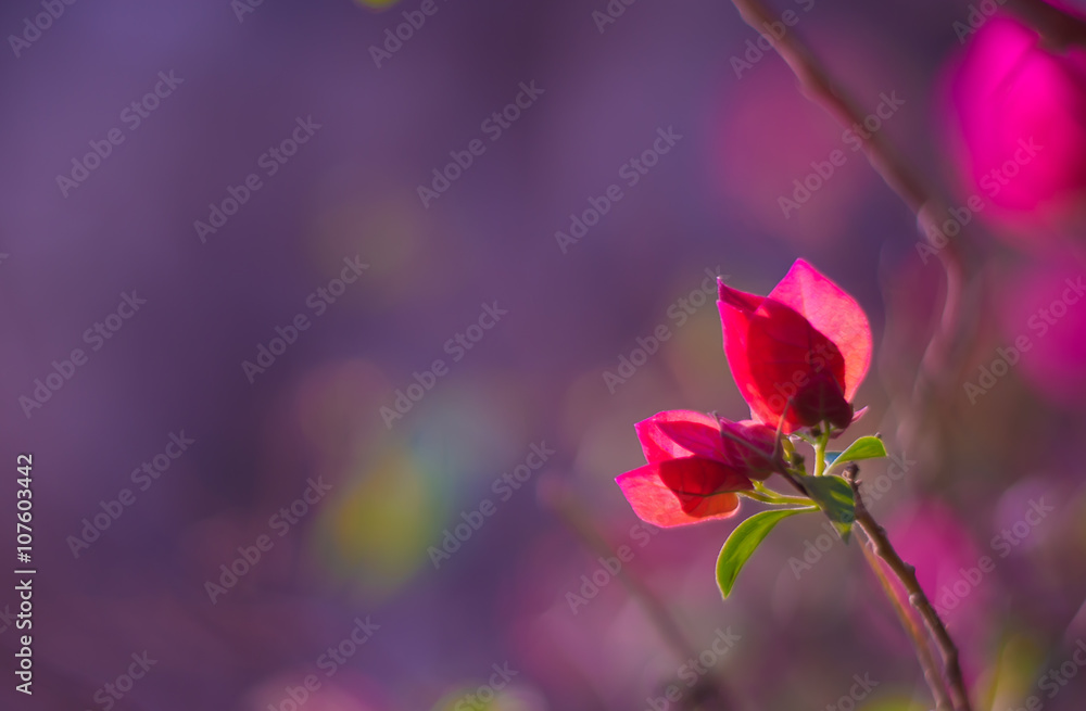 Obraz premium Bougainvillea glabra flower with leaves background blurry