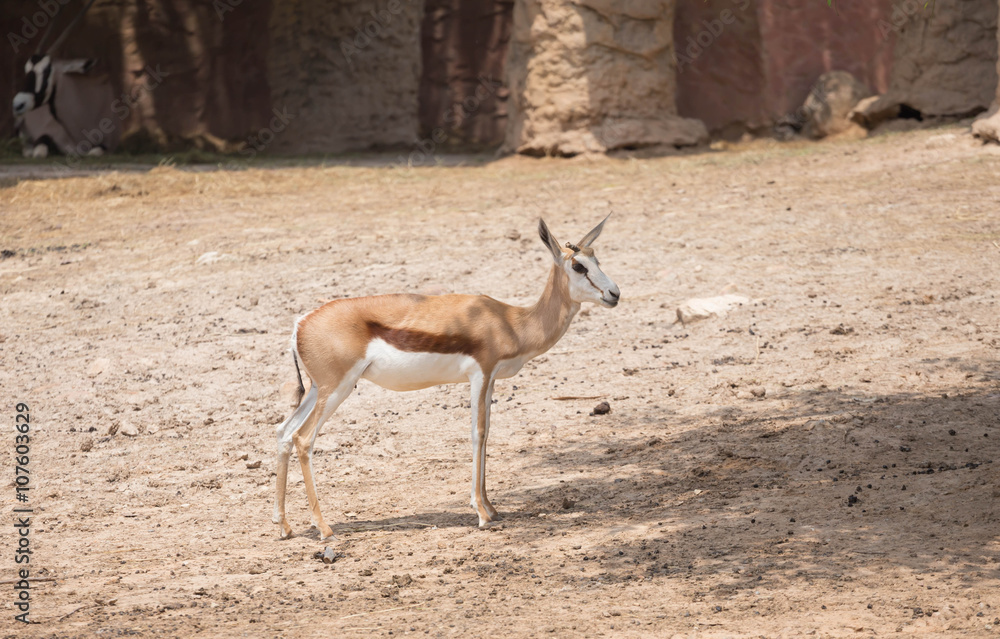 barking deer barking deer