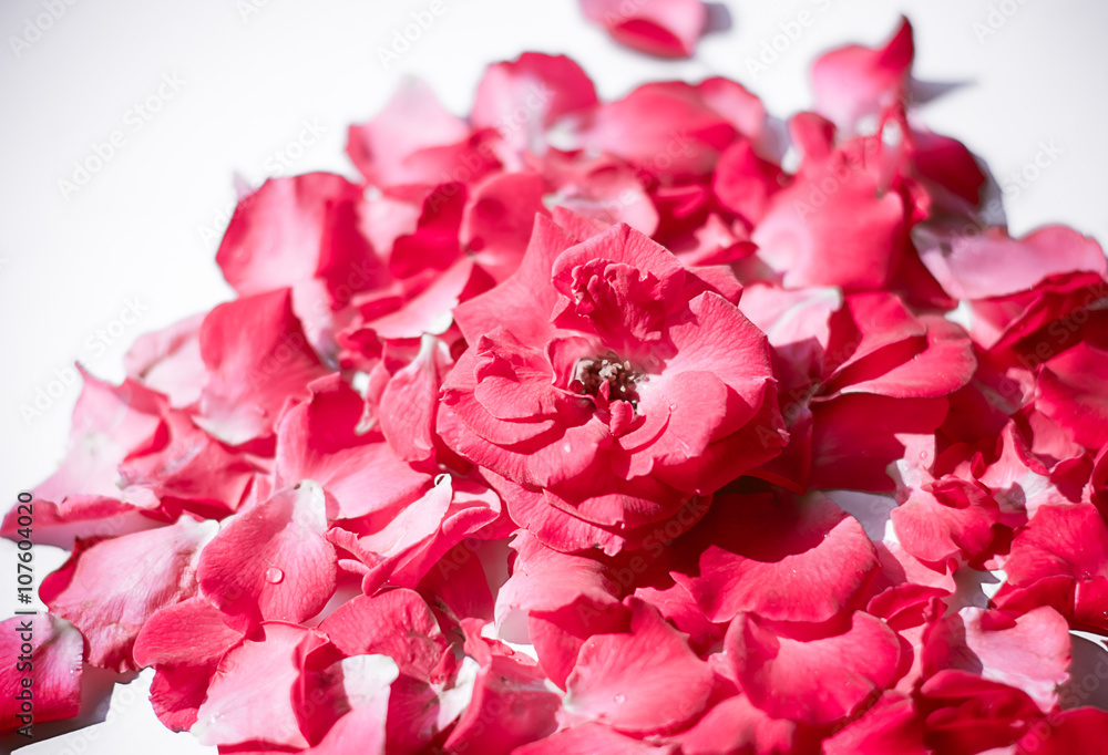 Rose petals on white background Rose petals on white background