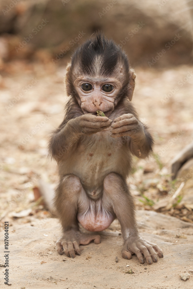 Ritratto di cucciolo di scimmia asiatica Stock Photo | Adobe Stock