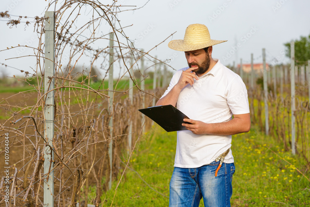 The spring pruning and controlling vine in vineyard. The spring pruning and controlling vine in vineyard.