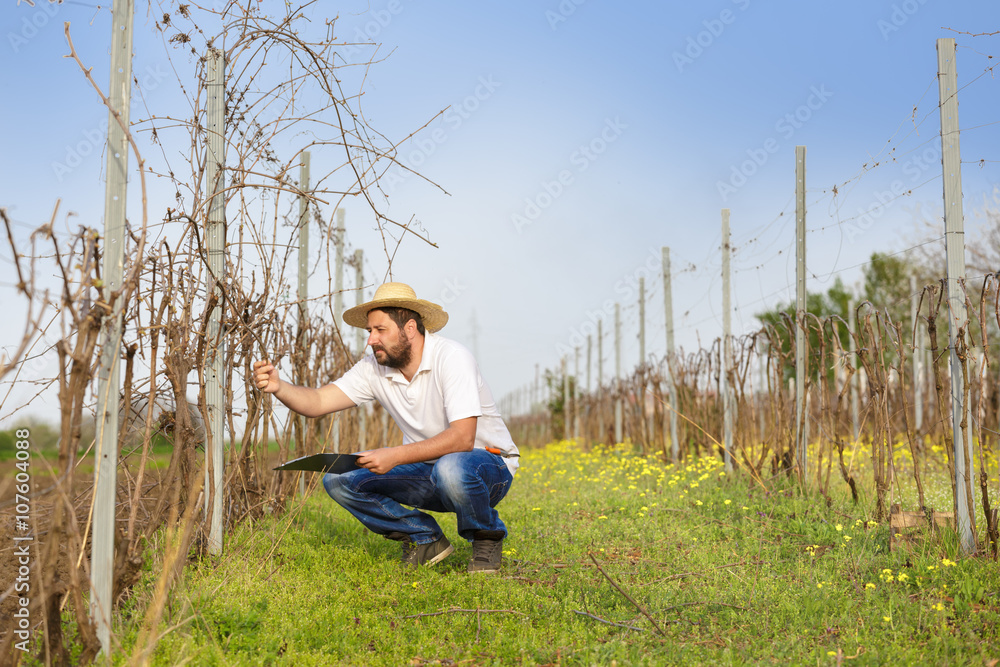 Vintner pruning vine in vineyard Vintner pruning vine in vineyard