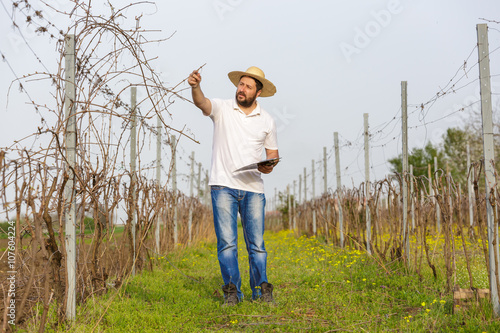 Vintner controlling vine in vineyard