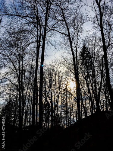 Drzewa na tle zachodzącego słońca © blesz