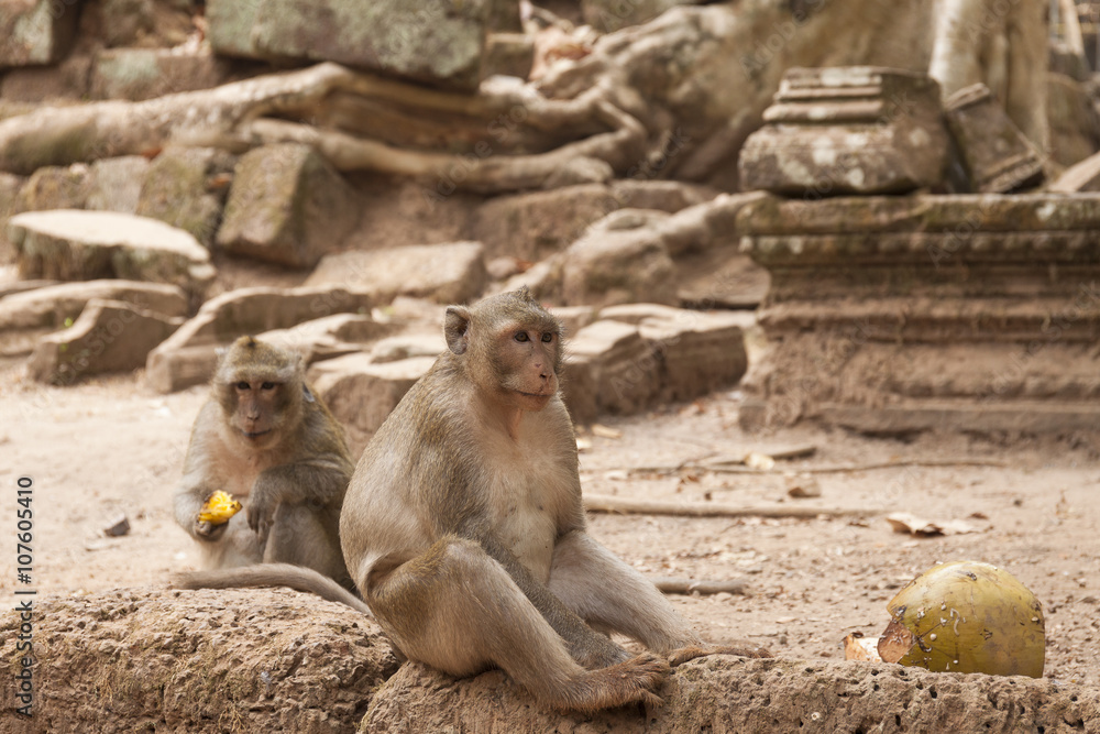Scimmie asiatiche tra le rovine dei templi di Angkor Wat, Cambogia