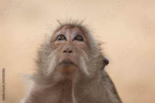 ritratto di una scimmia asiatica photo