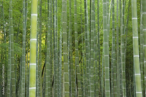 京都嵐山・天龍寺の竹林 (Bamboo forest at Tenryuji Temple in Arashiyama, Kyoto)