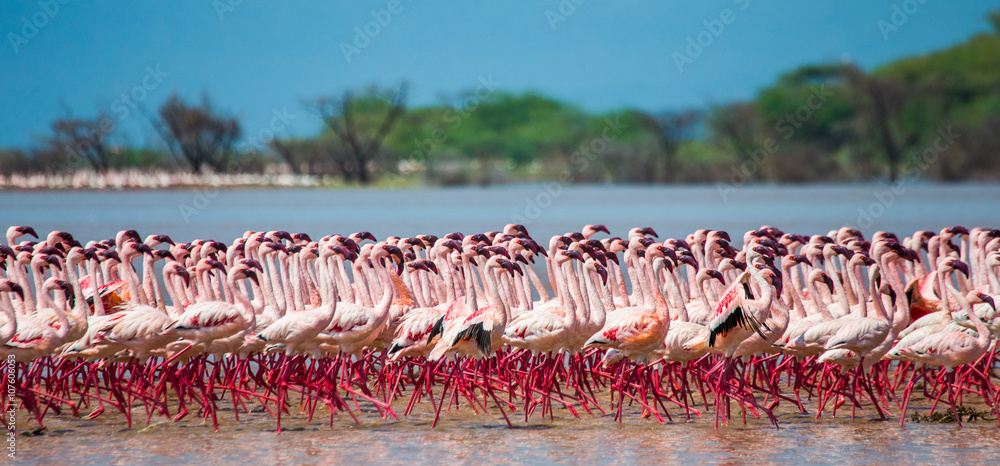 Fototapeta premium Hundreds of thousands of flamingos on the lake. Kenya. Africa. Nakuru National Park. Lake Bogoria National Reserve. An excellent illustration.