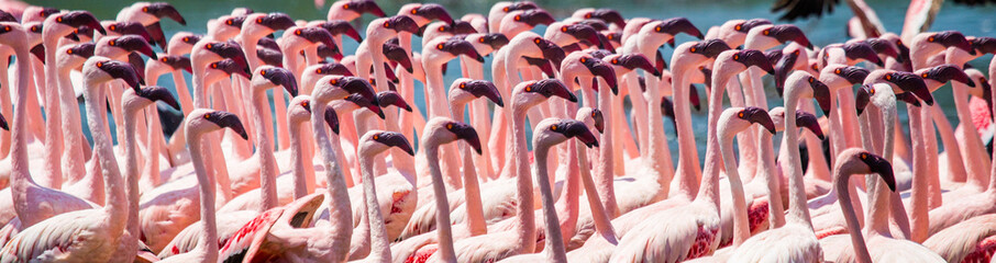 Poster Flamingo Flamingokolonie Lake Bogoria Kenia  © gudkovandrey