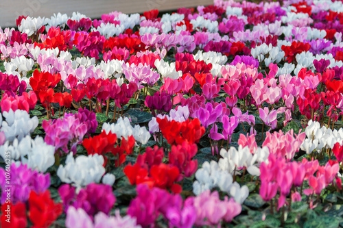 cyclamen in shop for greenhouse cultivation of indoor flowers photo