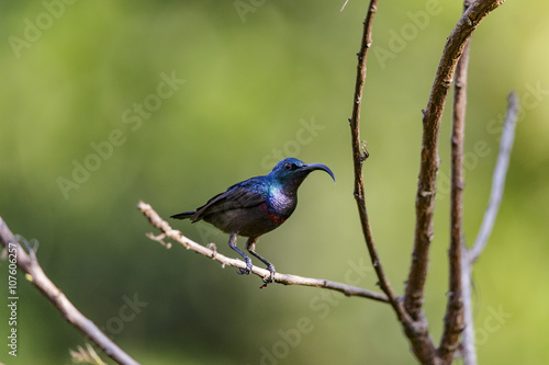 Isolated Long Billed Purple Sun Bird