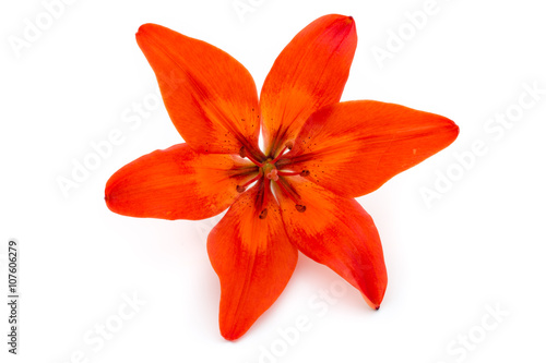 Lily flower with buds isolated on a white background.