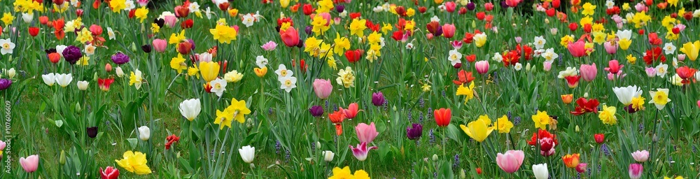 Spring meadows with colorful flowers