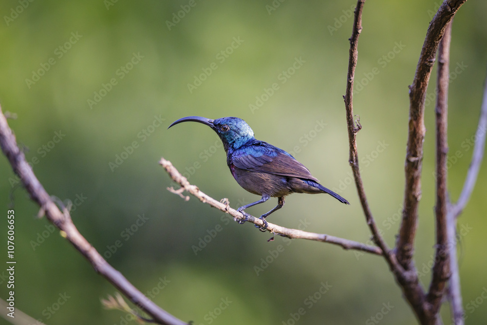 Isolated Long Billed Purple Sun Bird