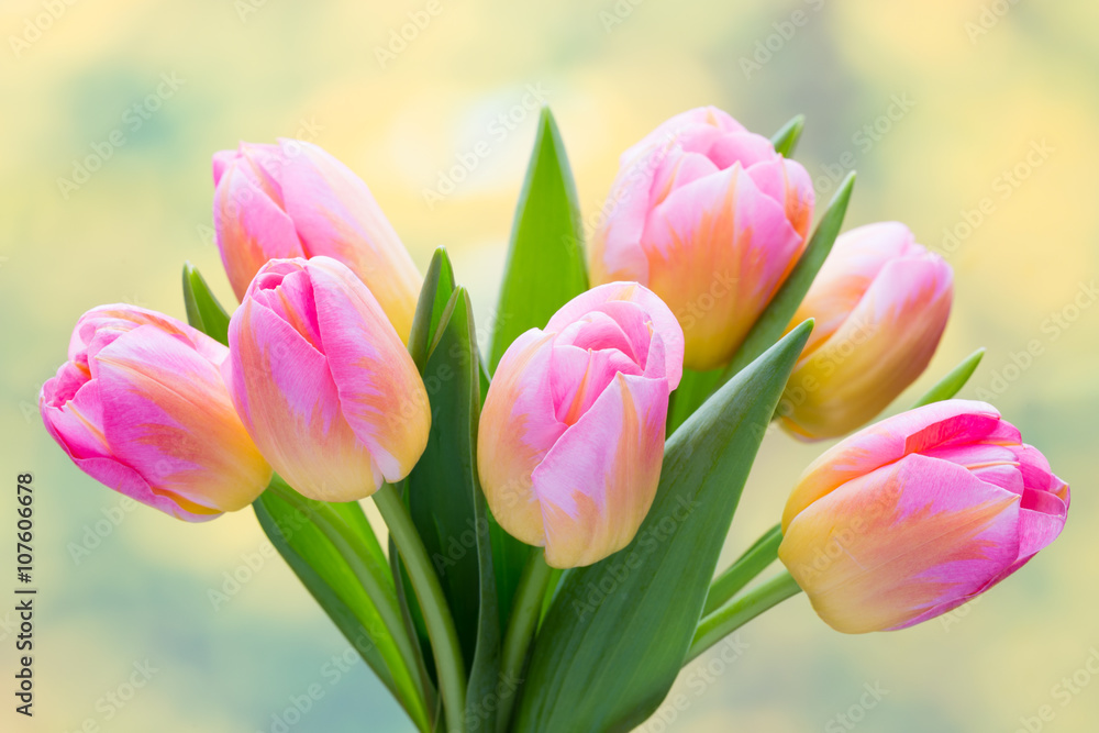 Spring flowers. Tulip bouquet on the bokeh background. - obrazy, fototapety, plakaty 