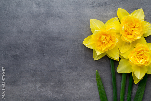 Yellow daffodils on a grey background. Easter greeting card.