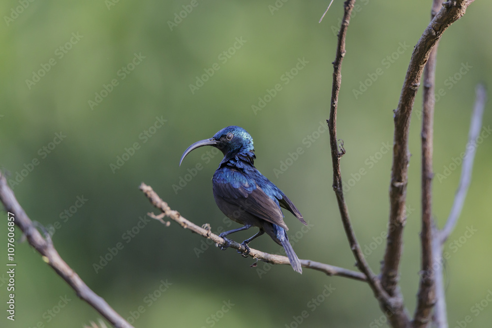 Isolated Long Billed Purple Sun Bird