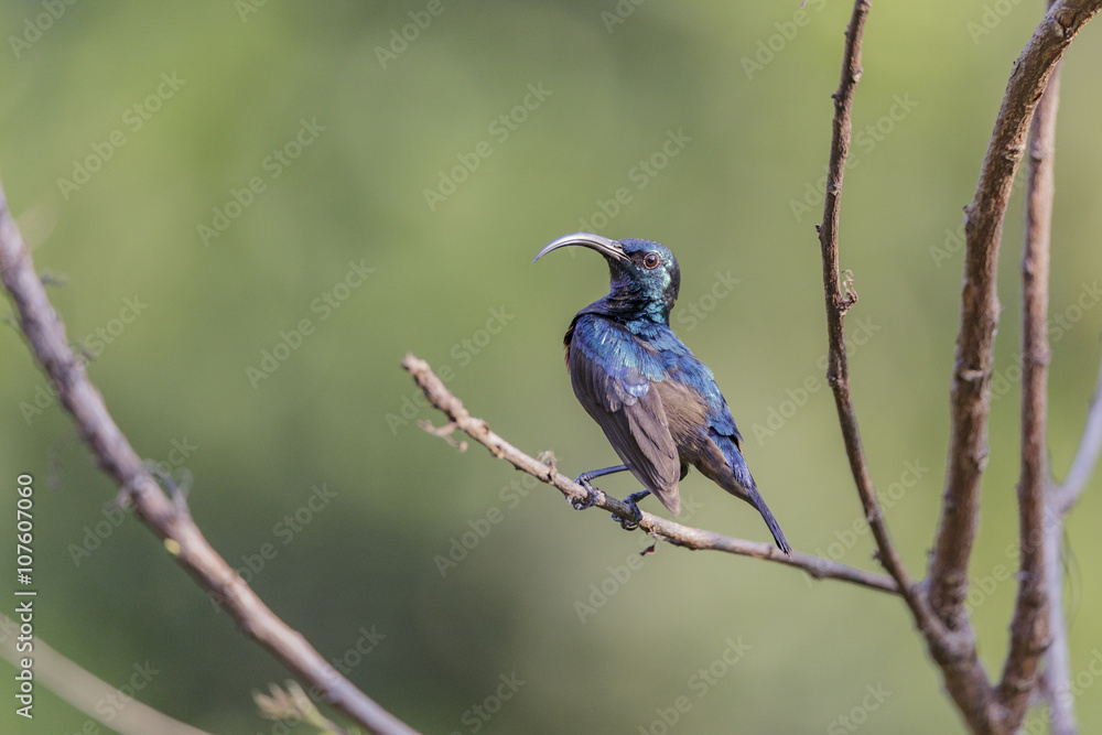 Isolated Long Billed Purple Sun Bird