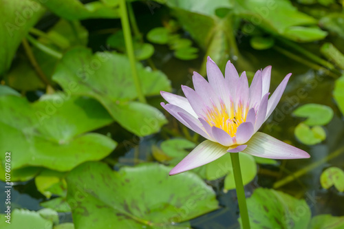 Lotus in pond in garden