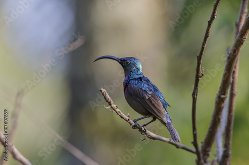 Isolated Long Billed Purple Sun Bird