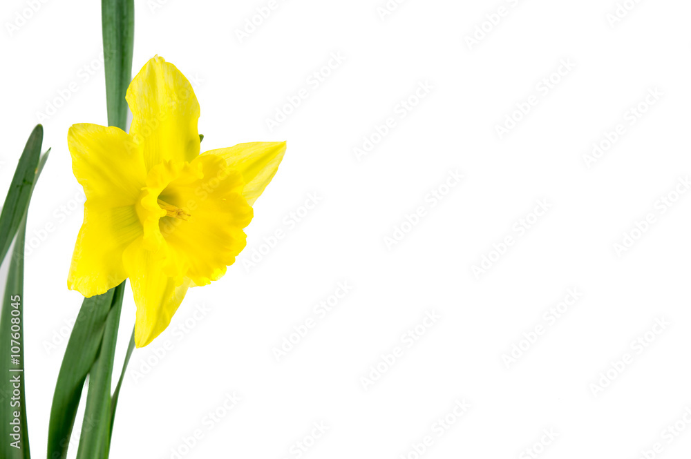 single narcissus isolated single narcissus isolated