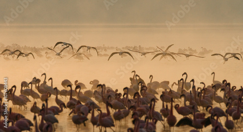 Flamingo on the lake early in the morning in fog. Soft Image. Kenya. Africa. Nakuru National Park. Lake Bogoria National Reserve. An excellent illustration.