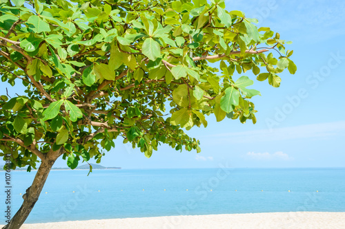 beautiful beach with tree in Koh Samui, Thailand